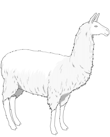 Dam Llama Coloring Page